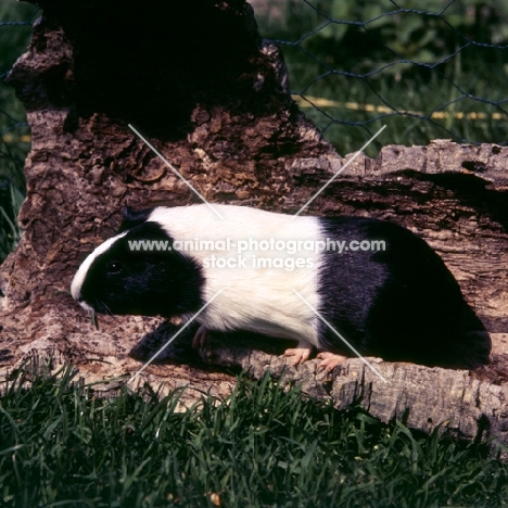 dutch marked black and white guinea pig on tree bark