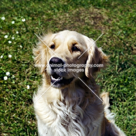 golden retriever head study, 