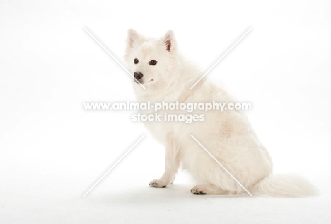 American eskimo dog on white background