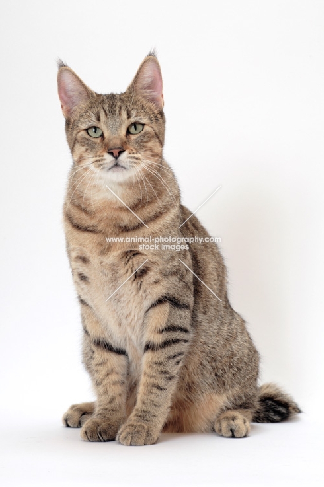 Pixie Bob sitting down on white background