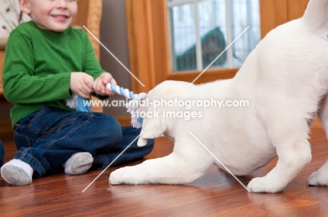 Labrador puppy playing tug of war