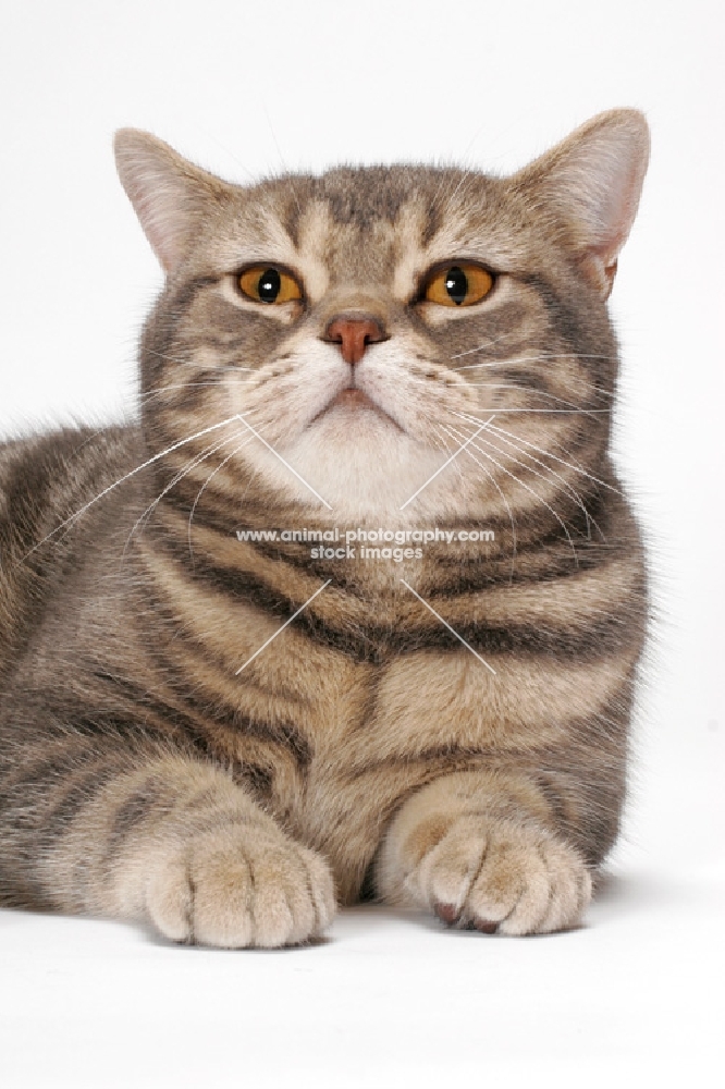 Blue Classic Tabby American Shorthair cat