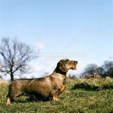 ch gisbourne inca, famous wirehaired dachshund, dog world top cc winner,62,