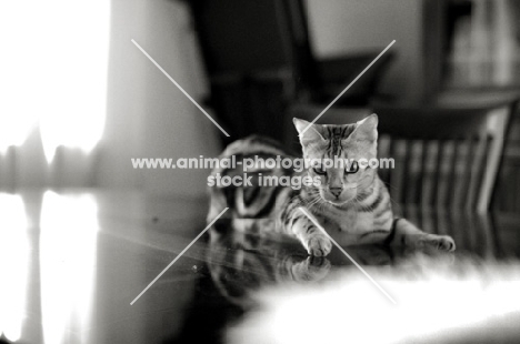 Marble bengal on a table. black and white photo