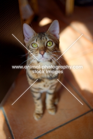 bengal cat sitting on the floor and looking at the camera