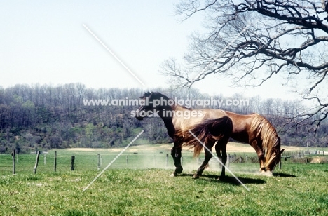 mustang stallion pawing the ground alongside a mustang mare