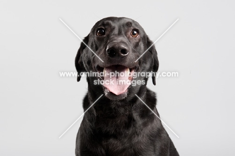 Black lab on grey studio background.