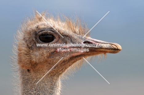 Ostrich