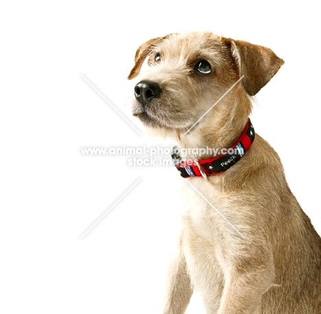 mixed breed wearing collar