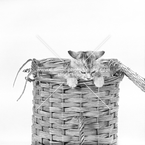 tabby kitten climbing ut of a carrying basket