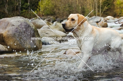 Labrador Retriever splashing in river