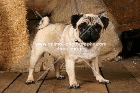 fawn Pug in barn