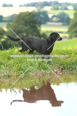 Labrador retriever near river side