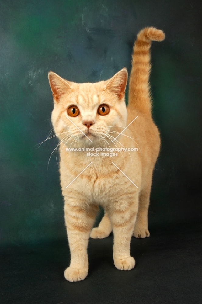 cream british shorthair cat