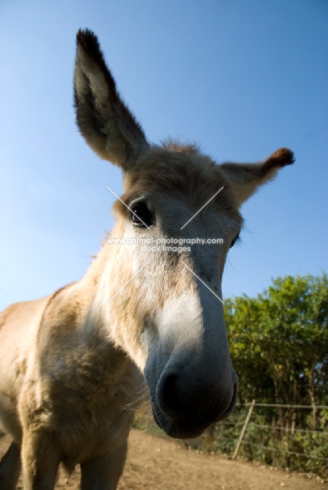 donkey looking at camera
