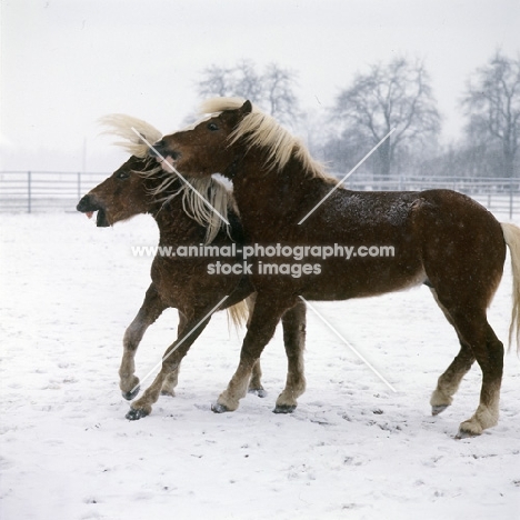 one haflinger colt biting another in play fight in the snow