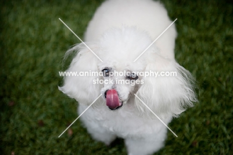 toy poodle licking nose
