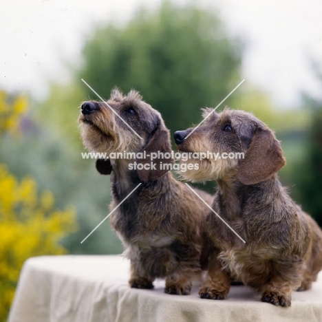 two miniature wire haired dachshunds on a table