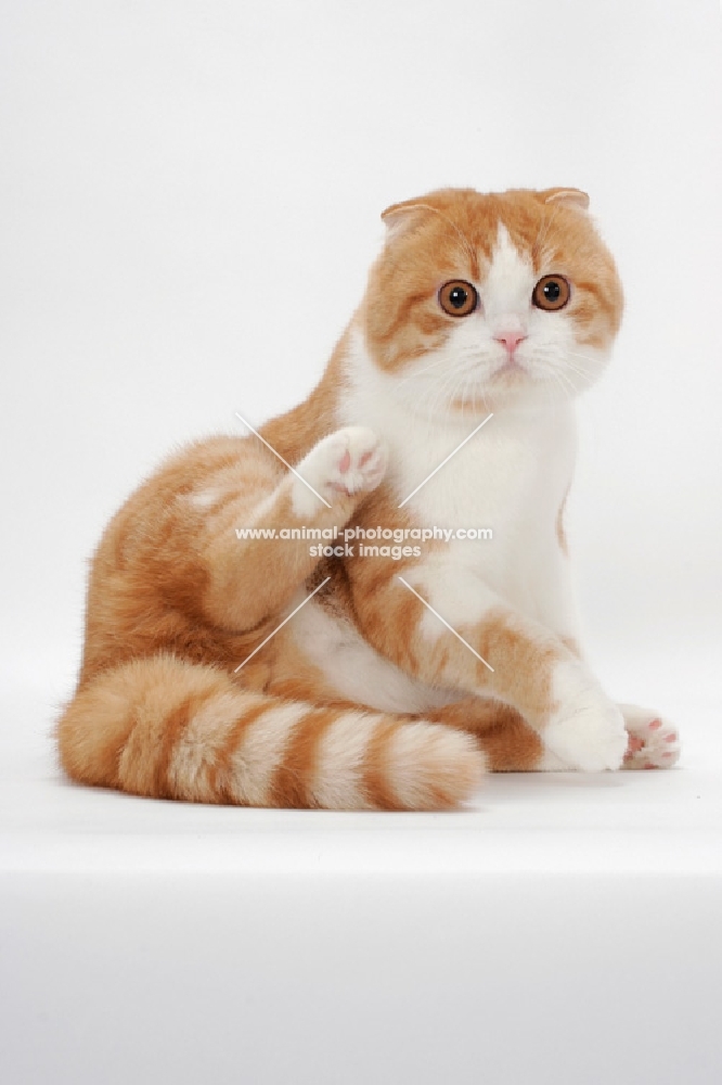 Scottish Fold cat one leg up, red mackerel tabby & white