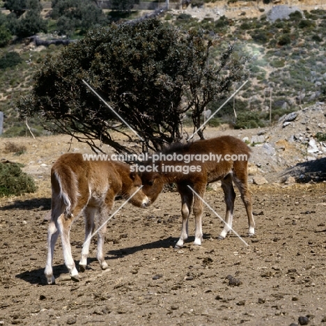 two skyros pony foals nuzzling on skyros island, greece