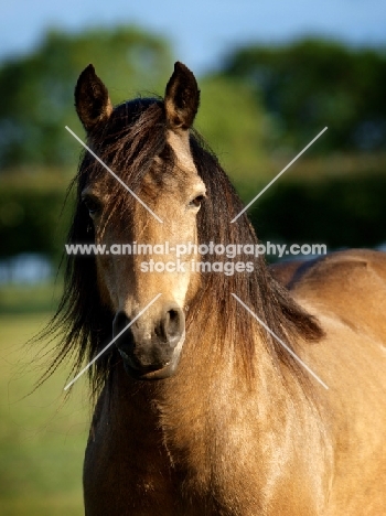 brown Connemara horse, portrait