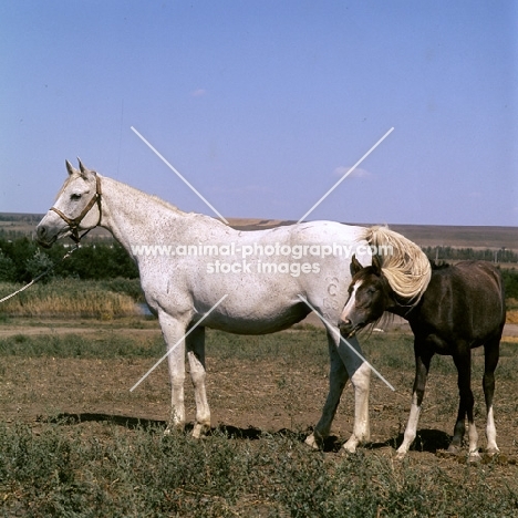 pompeja, tersk grey mare and her foal at stavropol stud farm