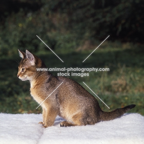 abyssinian kitten sitting on blanket