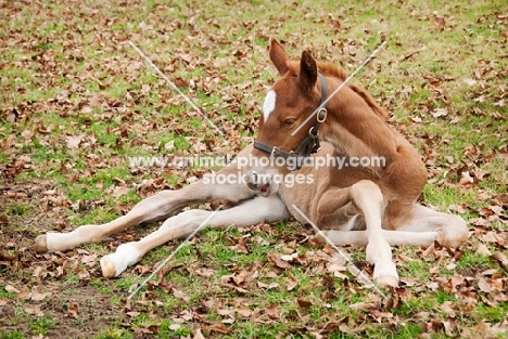 one thoroughbred foal in green field with leafs