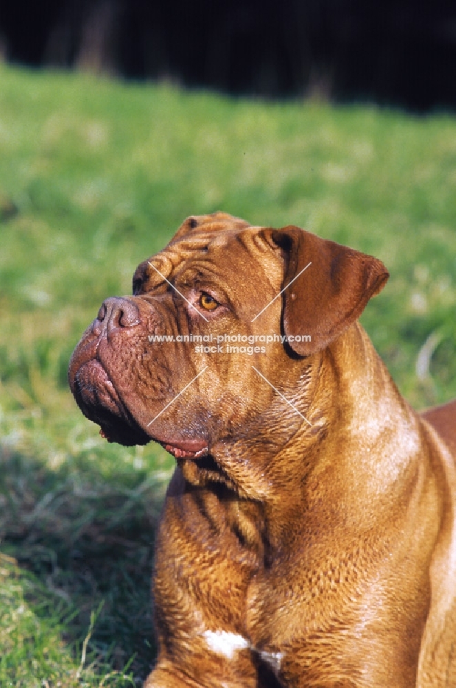 Dogue de Bordeaux looking away