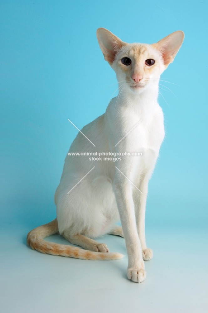 cream point siamese, sitting down