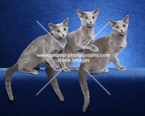 three Russian Blue cats leaning on each other