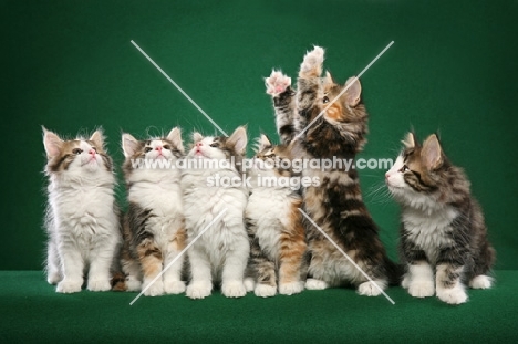 six Norwegian Forest kittens in a row