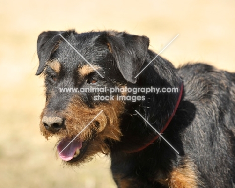 Deutscher Jagd Terrier (aka German Hunt Terrier)