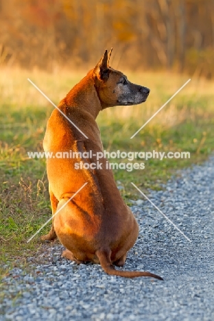 Thailand Ridgeback back view