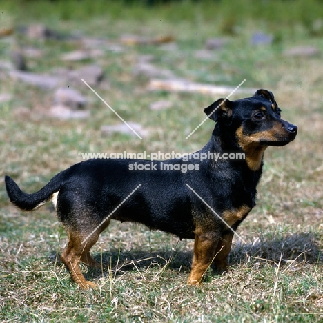 merry meg of the embarges,  lancashire heeler standing on dry grass