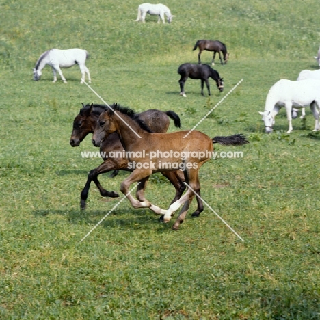 2 lipizzaner foals galloping, racing, together at piber