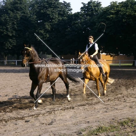 Rider long reining a Hanoverian at Celle