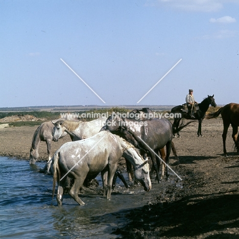 tersk fillies in water with mounted guardian at stavropol stud, russia