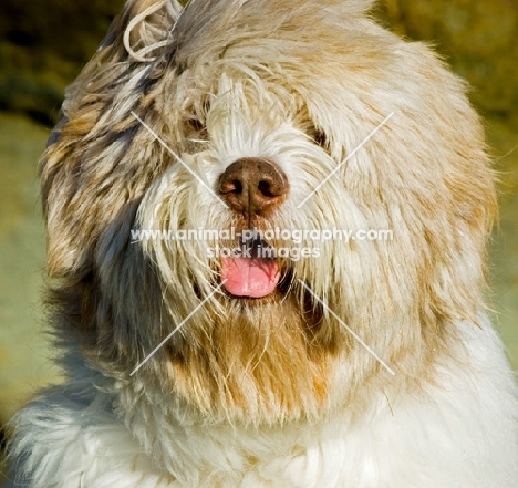 Polish Lowland Sheepdog (aka polski owczarek nizinny)