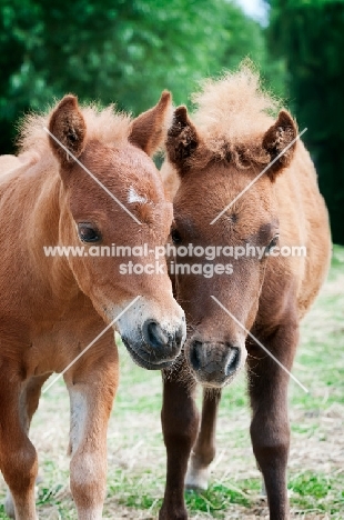 two falabella foals in green field