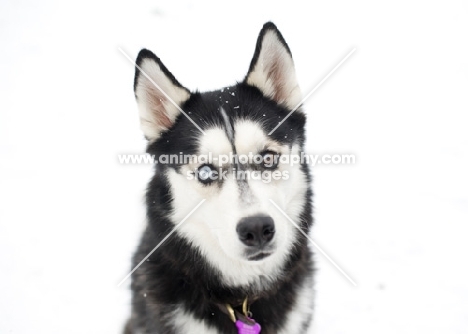Siberian Husky headshot with snowy background.