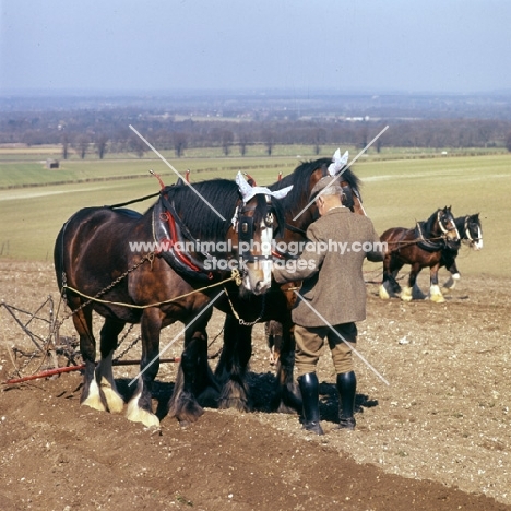 two shire horses at spring working