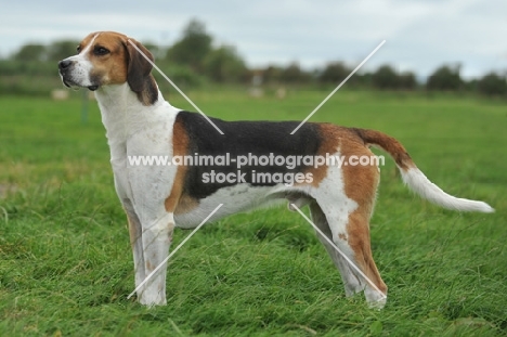 show bred english foxhound stood in field