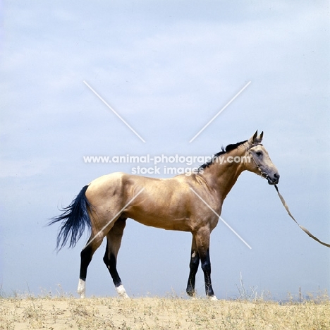 polotli famous akhal teke stallion at ashkhabad, turkmenistan,