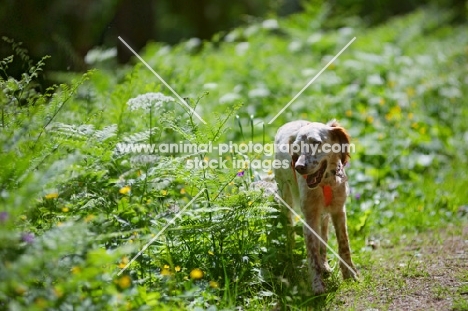 happy orange belton english setter in a natural scenery