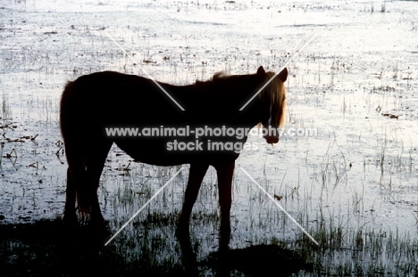 chincoteague pony on assateague island