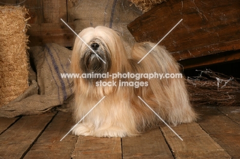 Lhasa Apso in barn