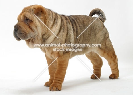 12 week old sable Shar Pei