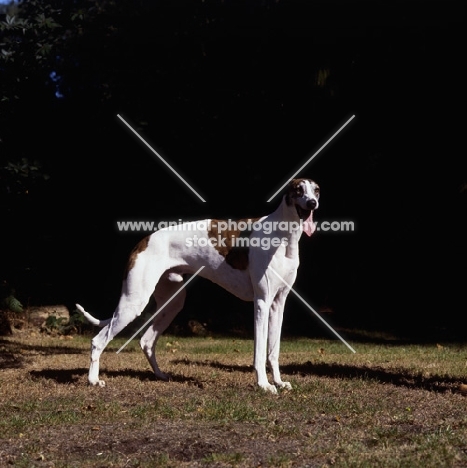 ch shalfleet sparticist, show
greyhound standing on grass