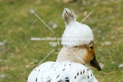 crested duck with feather on top of its head